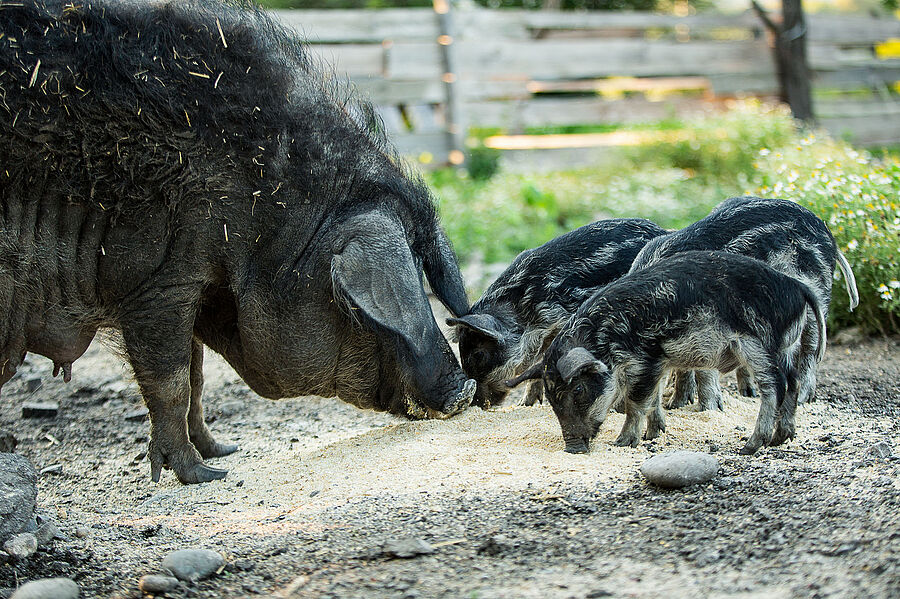 Die Mangalitza Wollschweine vom Adamhof